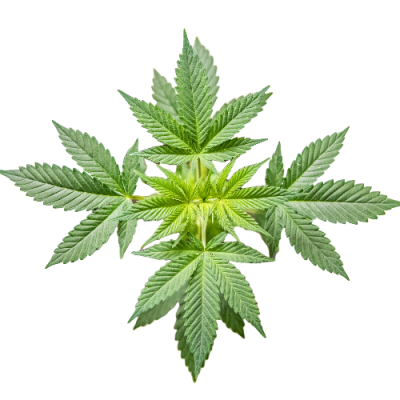 The Amazing World Of Cannabis Cannabinoids