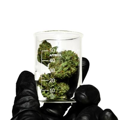 What Are Cannabis VSCs?