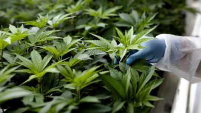 The 10 Most Popular Terpenes Every Herb-Lover Should Consider
