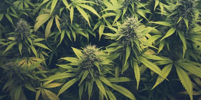 The Best Indoor Home Growing Setups For Cannabis